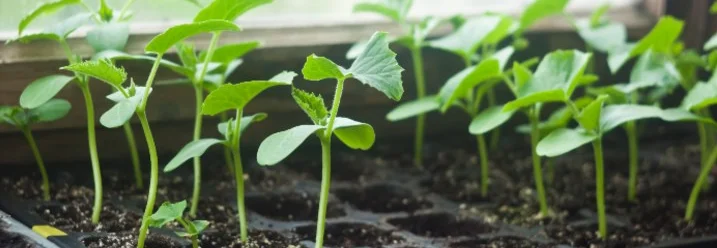 Junge Zucchinipflanzen in Anzuchttöpfen